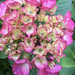 アジサイ,紫陽花　あじさい　アジサイ,紫陽花ブラックダイアモンド,紫陽花  ブラックダイヤモンド レッドエンジェル,紫陽花 アジサイ あじさいの画像