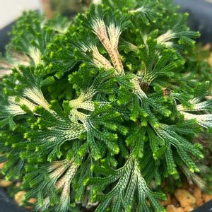 イワヒバ,イワヒバ 唐花,シダ植物,山野草,古典園芸植物の画像