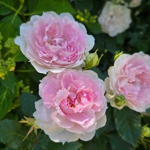 花のある暮らし,横浜イングリッシュガーデン,花友さんに感謝♡,お出かけ先の画像