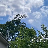 アナベル,ヤドリギ,バーベナピンクパフェ,バラ ラパリジェンヌ,バラ ラパリジェンヌの画像