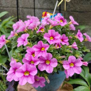 カリブラコア セレブレーション,ピンクの花,花のある暮らし,切り戻しの画像