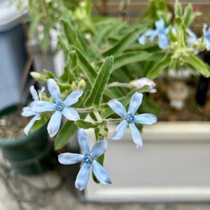 ブルースター,オキシペタラム ブルースター,ルリトウワタ,明るい日陰,花束の画像