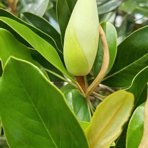 タイサンボク,タイサンボク,泰山木,泰山木,タイサンボクの花後の画像
