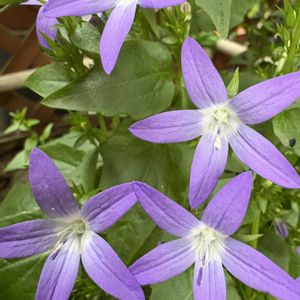 カンパニュラ・アルペンブルー,花壇,青いお花大好きファンクラブ,庭の画像