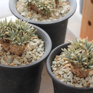 塊根植物,コーデックス,根塊植物,アボニア・アルストニー,タニラーの画像