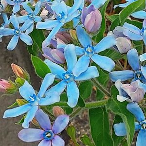ブルースター,オキシペタラム ブルースター,散歩,花のある暮らし,今日のお花の画像