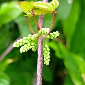夏野菜,チーム愛知,家庭菜園,畑の画像