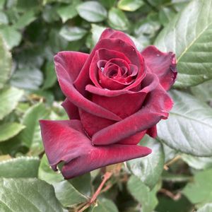 ブラック  バッカラ,ブラック  バッカラ,魅力的な横顔,マイガーデン,季節の花の画像
