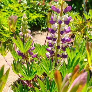 ルピナス,ガーデニング,ボタニカルライフ,お庭の植物,花のある暮らしの画像