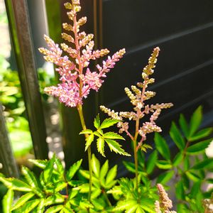 アスチルベ,ガーデニング,ボタニカルライフ,お庭の植物,花のある暮らしの画像