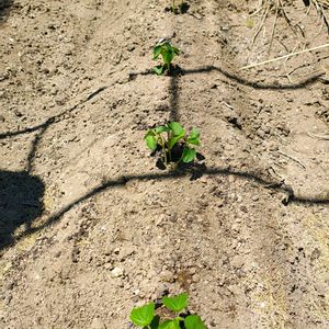 オクラ,オクラ,ガーデニング,ボタニカルライフ,お庭の植物の画像