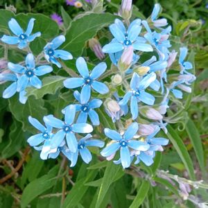 ブルースター,かわいい,可愛い,癒し,今日の花の画像