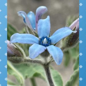 ブルースター,種蒔き,花のある暮らし,お花大好き♡,今日のお花の画像
