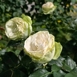 感謝,花のある暮らし,オープンガーデン,いつまでも,き　れ　い❤の画像