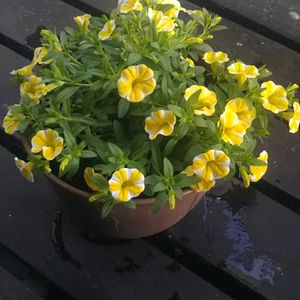 スーパーベルレモンスライス,花のある暮らし,黄色の花,地味好き,おうち園芸の画像