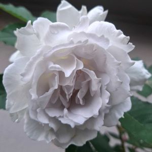 ガブリエル,バラ 鉢植えの画像