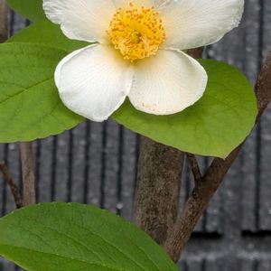 ヒメシャラ,ナツツバキ,ナツツバキ,ヒメシャラの花,夏椿（シャラノキ)の画像