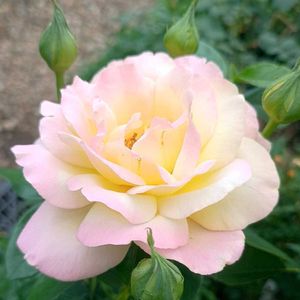薔薇,薔薇 ザ・フェアリー,薔薇 ザ・フェアリー,薔薇 ピース,薔薇 ピースの画像