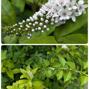 花のある暮らし,GS日和,季節の楽しみ♡,庭の画像