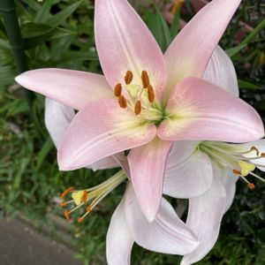 ユリ,咲いた！,癒し,感謝,実家の画像