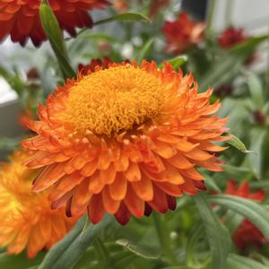 ヘリクリサム,ヘリクリサム,散歩,花散歩,花のある暮らしの画像