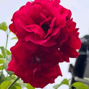 PWスーパートレニア,地植え,花のある暮らし,小さい花壇,狭い花壇の画像