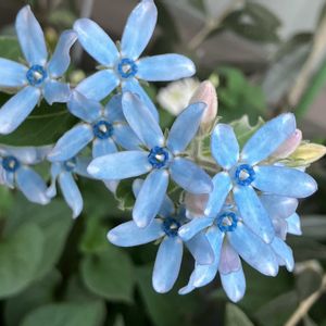 ブルースター,オキシぺタラム・ブルースター,ベランダガーデニング,今日のお花,バルコニー/ベランダの画像