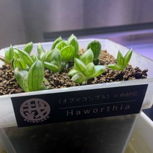 多肉植物,ハオルチア属,ハオルシア属     ,多肉中毒,ガチンコハオルチアクラブの画像