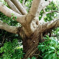 スモモ,ゼラニウム,アコウ,アコウ,橘湾の画像