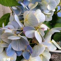 ヘーベ,ラグランジア オーロランジュ,花のある暮らし,お花を楽しむ,おうち園芸の画像