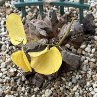 亀甲竜,多肉植物,多肉植物とサボテン,ディオスコレア属,テフロカクタス属の画像