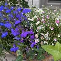 寄植え,ハンギング,小さな庭,玄関アプローチ,庭の画像
