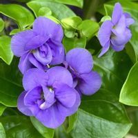 紫色の花,#ガーデニング,エクステリアの画像