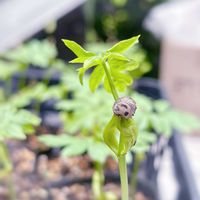 フウセンカズラ,フウセンカズラの種,ガーデニング,つる性植物,山野草の画像