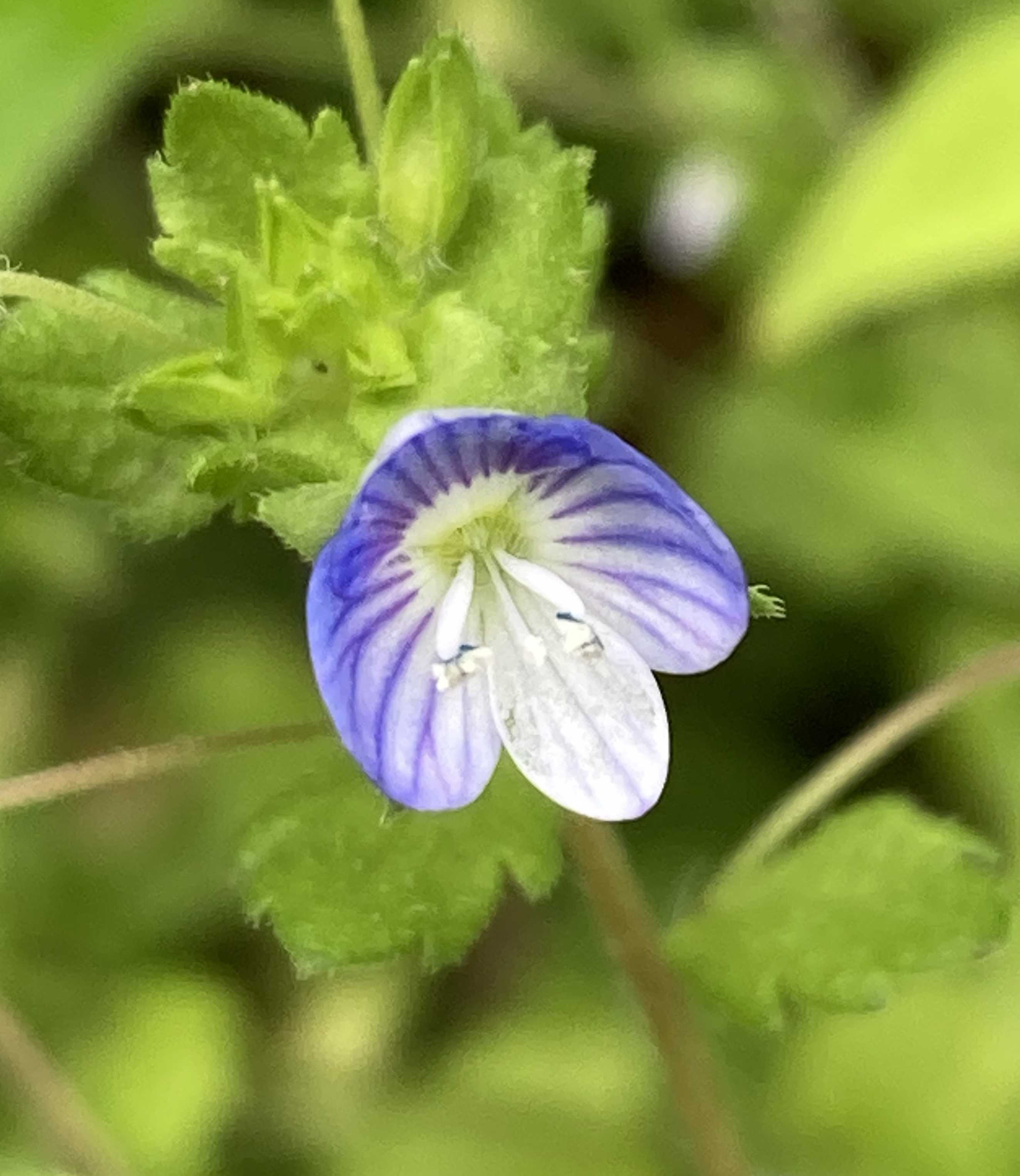 オオイヌノフグリの投稿画像一覧｜🍀GreenSnap（グリーンスナップ）
