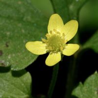 キツネノボタン,キツネノボタン,山野草,広島市佐伯区の画像