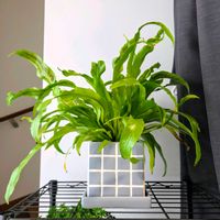 アスプレニウム,観葉植物,シダ植物,胞子葉の画像