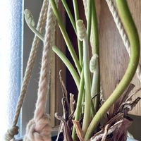 ザミア,ザミア プミラ,メキシコソテツ,観葉植物,新芽の画像