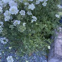 アグロステンマ,爪蓮華,オルレア・ホワイトレース,多肉生活,多肉植物のある暮らしの画像