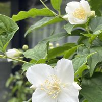アジュガ,バイカウツギ,小さな幸せ,優しい気持ち,嬉しい開花の画像