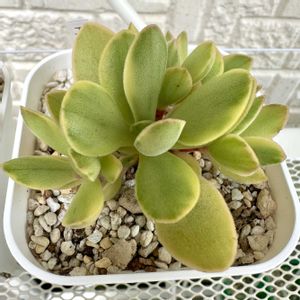 エドワード錦,多肉植物,多肉棚,天然水やり,エドワードの画像