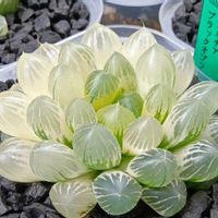 ブラックオブツーサ錦×白蛇伝,ハオルチア属,多肉ちゃん,ボタニカルライフ,ベランダーの画像