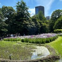 ハナショウブ,ハナショウブ,いね,いね,小石川植物園の画像