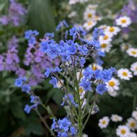 クランベリー,ゲラニウム,シノグロッサム,ディコンドラ シルバーフォールズ,小さな花の画像