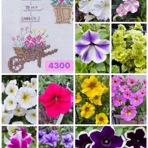 ペチュニア,プリザーブドフラワー,サフィニア,花のある暮らし,元気もらえるの画像
