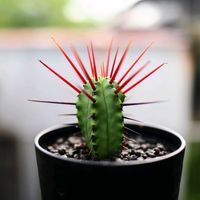 紅彩閣,ユーフォルビア 紅彩閣,ユーフォルビア属,多肉植物,テラスの画像