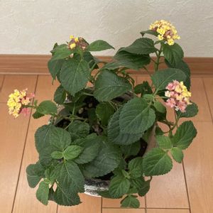 オレンジ,イエロー,マンション,窓辺の画像