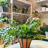 ネフロレピス,観葉植物,シダ植物,インテリアグリーン,緑は癒しの画像