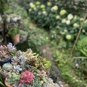 アナベル,多肉植物いろいろ,マイガーデン,ウッドデッキ,梅雨に負けないの画像