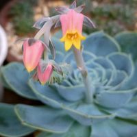 寄せ植え,多肉植物,ベランダガーデン,癒し,今日のお花の画像